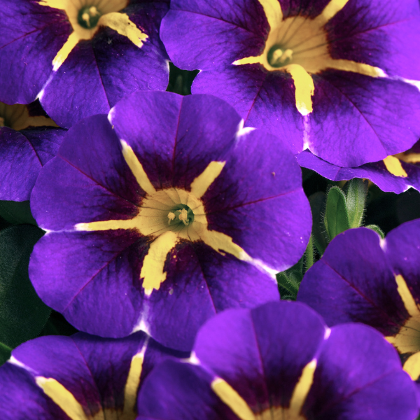 Calibrachoa, Caliloco Starfire Blue