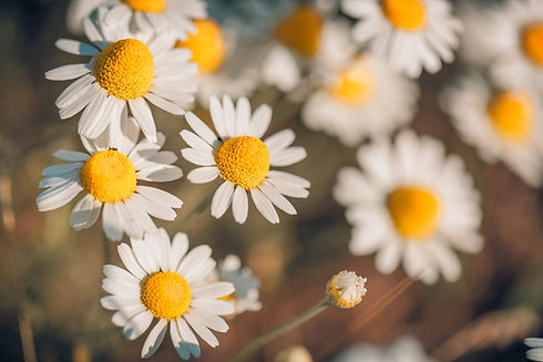 chamomile.jpg