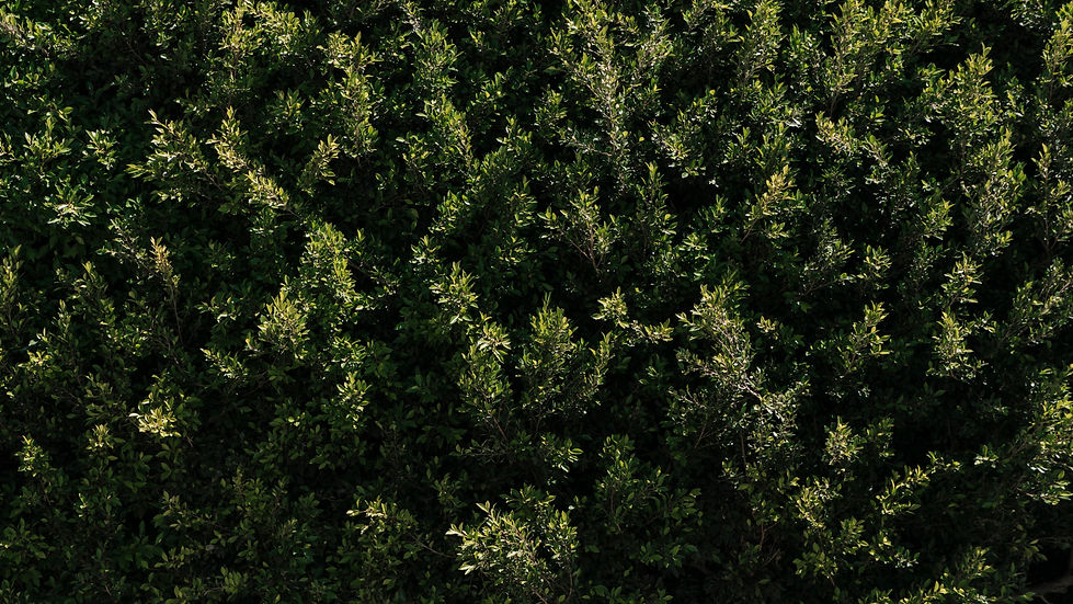natural-vegetation-texture.jpg