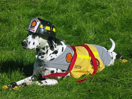 Pet Fire Safety