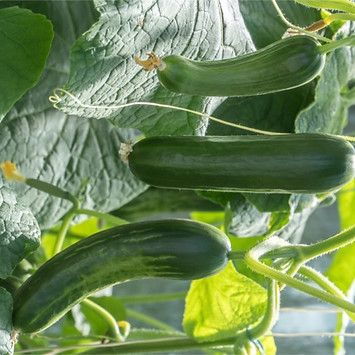 Mehr Ernteertrag am Beispiel Gurken