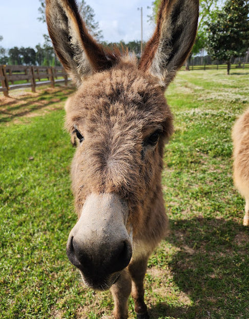 A miniature donkey