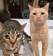 Orange tabby cat