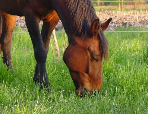 horse.jpg