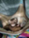ferret.jpg