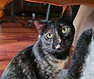 Tortoishell cat