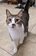 Tabby Cat