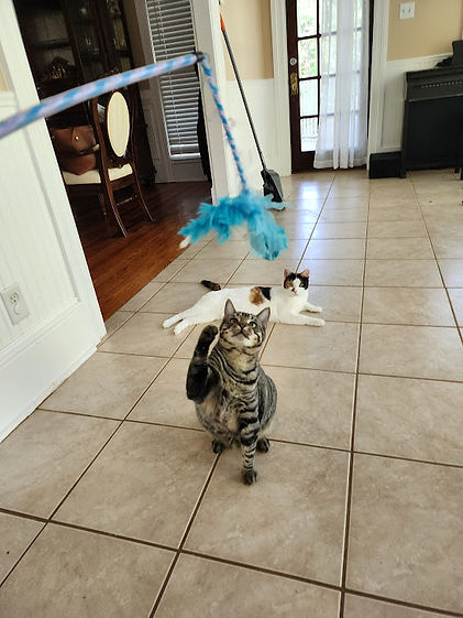 a tabby cat playing with a feather wand.