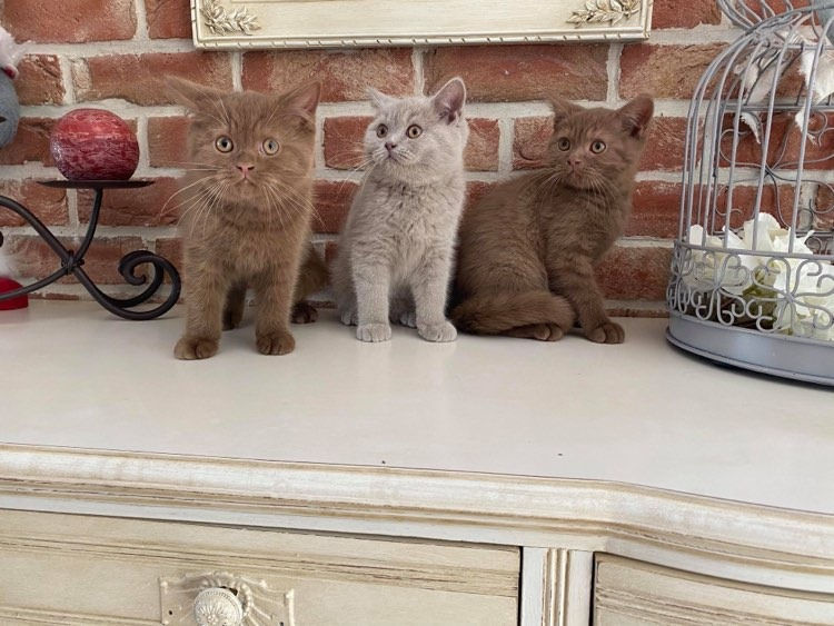 LES 3 PHOTO 3