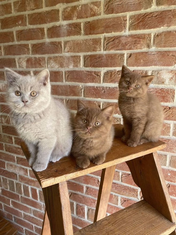 LES 3