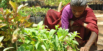 Citter_Agro_Contract_Farmig 1a.jpg