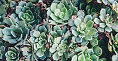 Succulents