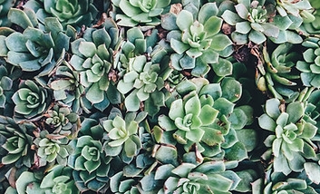 Succulents