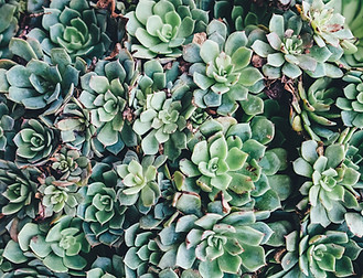 Succulents