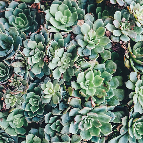 Succulents