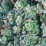 Succulents