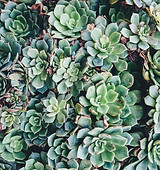 Succulents