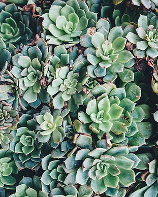 Succulents