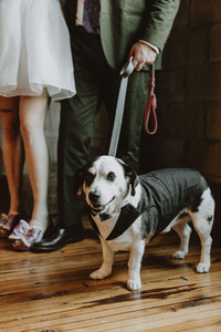 Bride, groom on wedding day with dog in suit