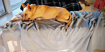 Dogmassage_edited_edited.jpg