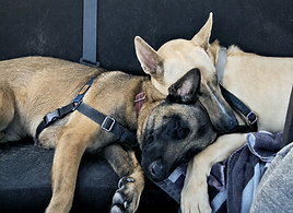 dogs_edited_edited.png