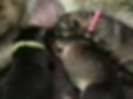 Lime, Blue, Pink Females
