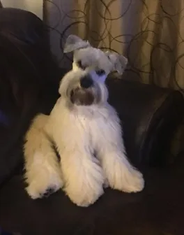 faith ranch schnauzers