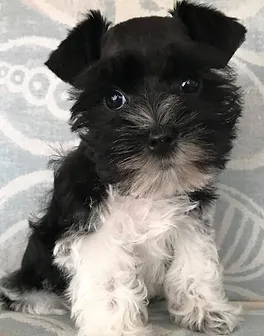 faith ranch schnauzers