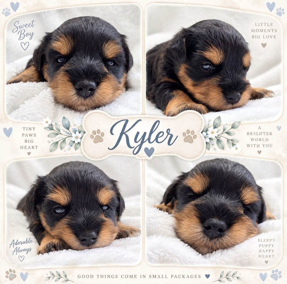 Kyler - Available