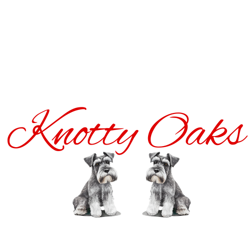 Akc marketplace miniature schnauzer sales