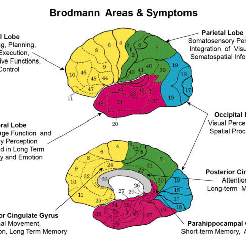 Brodmann-Areas-Link-Symptoms-to-Function-600x480.jpg