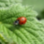 ladybug in a greenhouse in oregon 