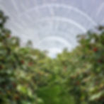tunnel greenhouse style