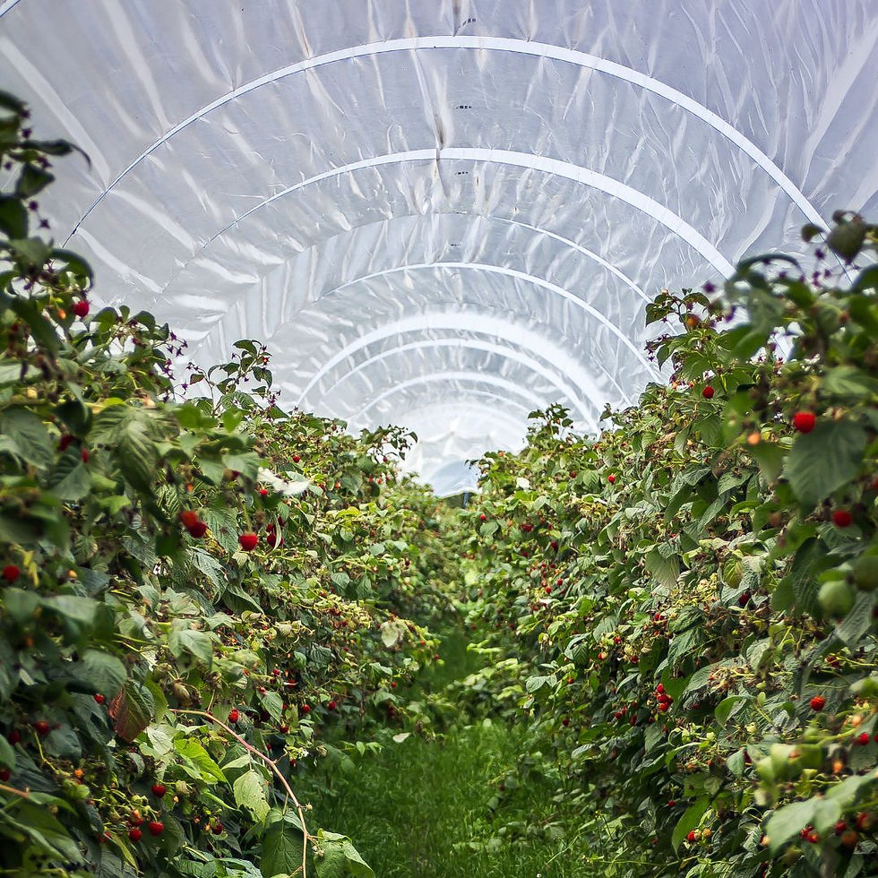 tunnel greenhouse style
