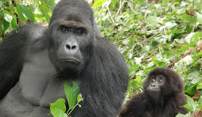 Gorilla in Natural Enviroment