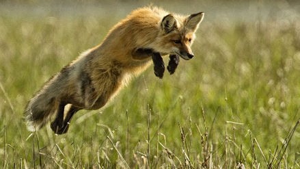 From the prairies to the mountains, our beautiful natural landscapes provide a rich diversity...