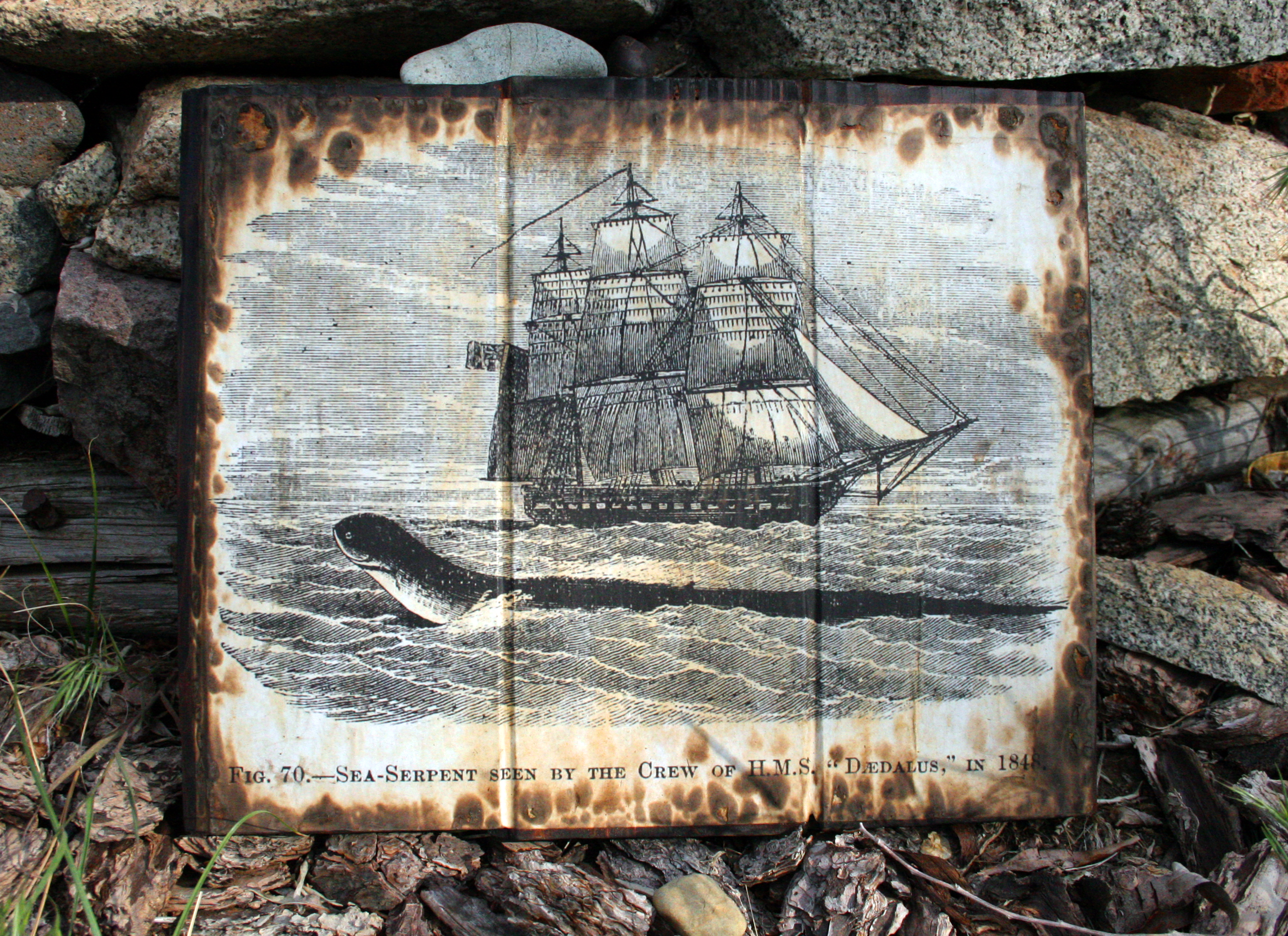 Sea Creature seen by a vessel