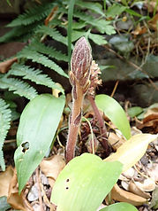 4 - Klimopbremraap (Orobanche hederae) - 20 juni 2025 - IMG_5741.jpg