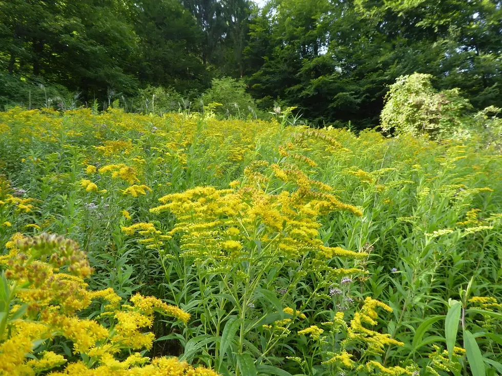 Gemeinsam für ein blühendes Kaufdorf - Aktionstag gegen invasive Neophyten