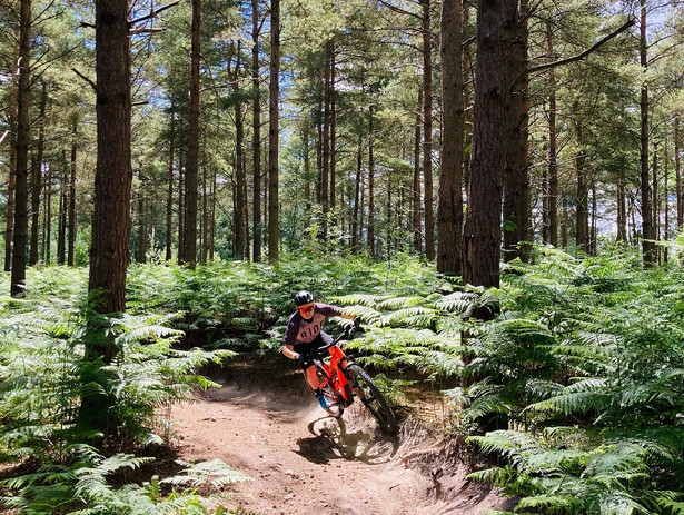 Queen Elizabeth Country Park SouthernEbikeRentals queen-elizabeth-country-park-southernebikerentals