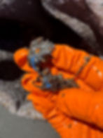 Illustration showing the transformation of contaminated diesel fuel into clean, efficient fuel through a polishing process. Highlighting diesel fuel cleaning services in Ventura, CA, to enhance fuel quality and performance for commercial and industrial operations.