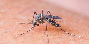 El virus del zika puede ayudar a combatir el tumor cerebral