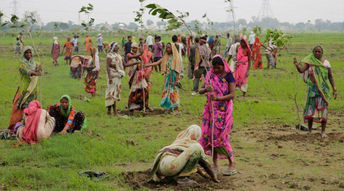 India establece un nuevo récord Guinness de reforestación: planta 66 millones de árboles en 12 horas