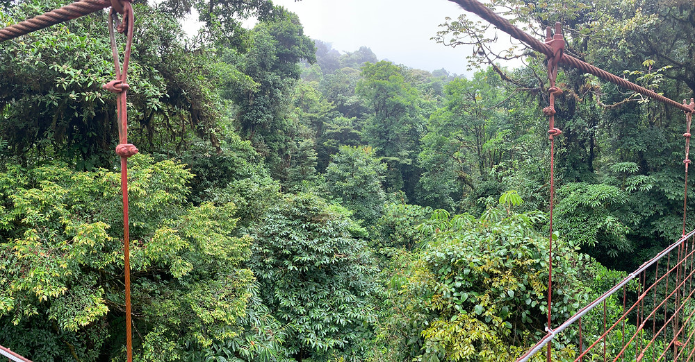 Monteverde, Costa Rica Bulut Ormanı