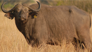 When Cows Facilitate Court: The Culture of Gifting and Corruption in Modern Courts