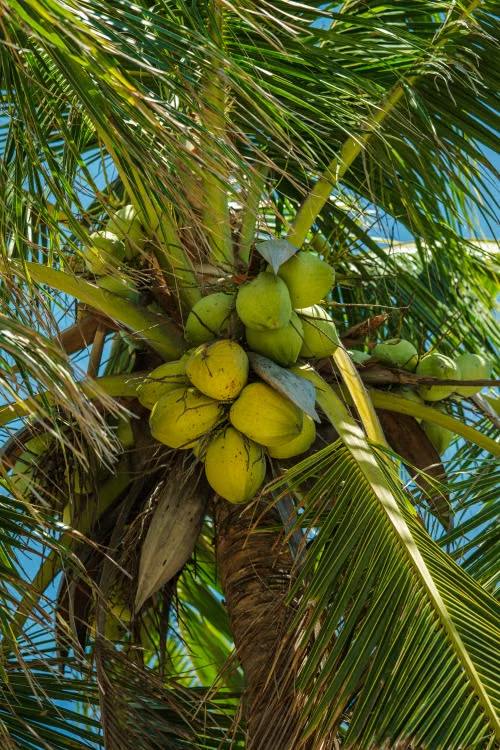 noix de coco