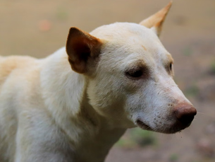 LES ANIMAUX DOMESTIQUES À BALI