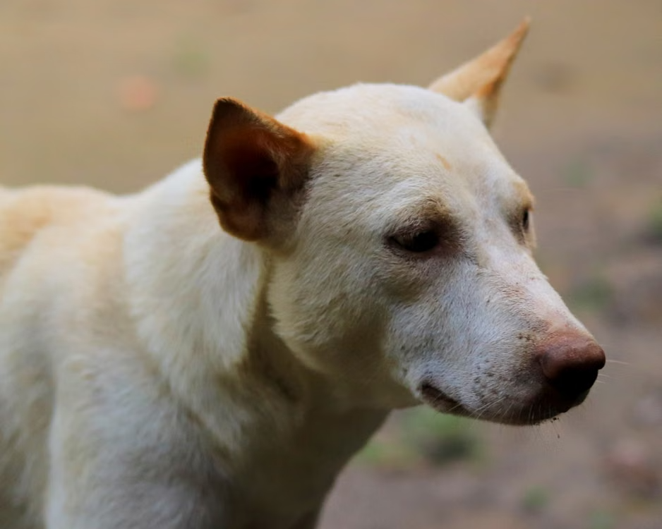 LES ANIMAUX DOMESTIQUES À BALI