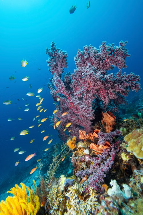poissons