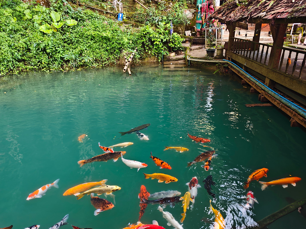 poissons